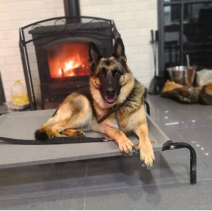 מיטה לכלב במה חברת Dogslife